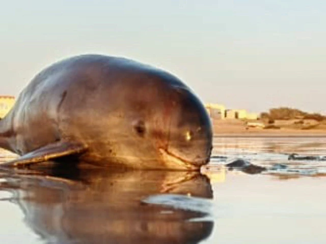 carcass of an indo pacific finless porpoise dolphin lies on a seaside in ormara district photo express carcass of an indo pacific finless porpoise dolphin lies on a seaside in ormara district photo express