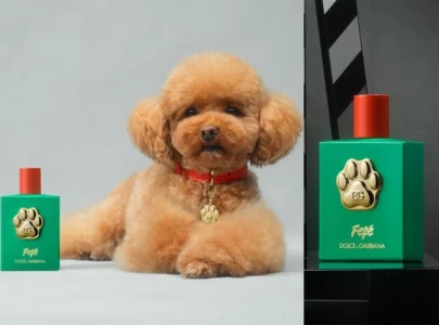 dolce gabbana launches 100 dog perfume inspired by owner s poodle raises animal welfare concerns
