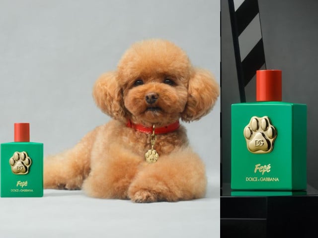 Dolce & gabbana puppy dress best sale