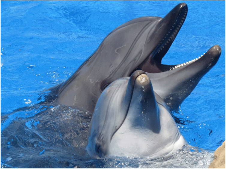 Photo of Dolphins imported from Ukraine for entertainment shows die in captivity