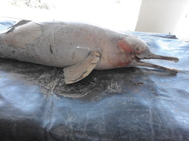 locals rescue rare dolphin in khairpur locals rescue rare dolphin in khairpur