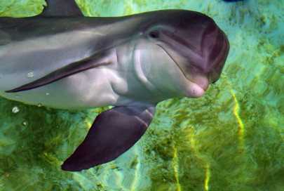 endangered blind dolphins survey reveals rise in numbers