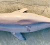 dead baby dolphin found near gwadar