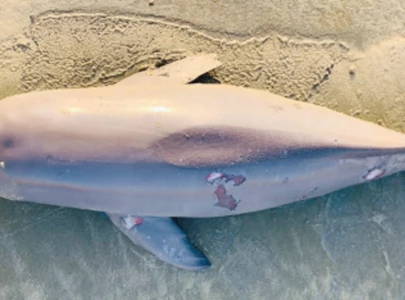 dead baby dolphin found near gwadar dead baby dolphin found near gwadar