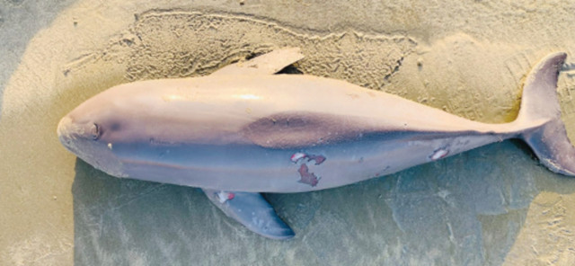 dead baby dolphin found near gwadar dead baby dolphin found near gwadar