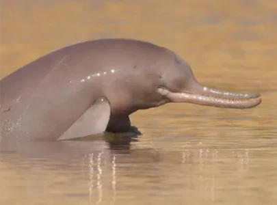 punjab declares indus dolphin habitat wildlife sanctuary