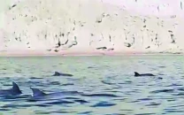pod of dolphins spotted off gwadar