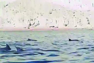 dolphin photo express