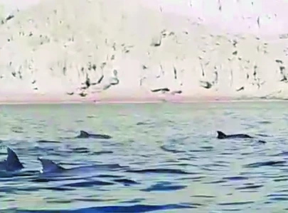 pod of dolphins spotted off gwadar