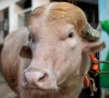 the buffalo was subsequently sent back to the farm where it had been raised photo south china morning post