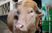 bangladesh officials step in to spare viral donald trump buffalo bangladesh officials step in to spare viral donald trump buffalo