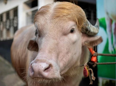 bangladesh officials step in to spare viral donald trump buffalo bangladesh officials step in to spare viral donald trump buffalo