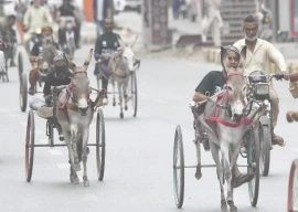 donkey cart race marks freedom resilience donkey cart race marks freedom resilience