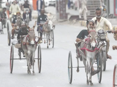 donkey cart race marks freedom resilience donkey cart race marks freedom resilience
