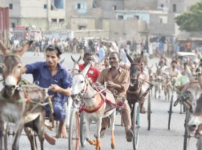 bijli emerges victor in donkey cart race bijli emerges victor in donkey cart race