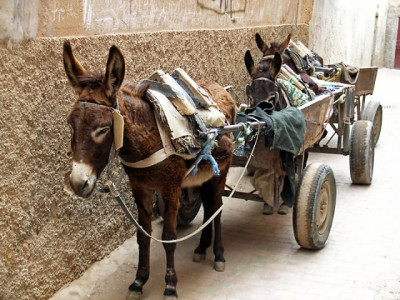 alarming traffic situation donkeys in the fast lane alarming traffic situation donkeys in the fast lane