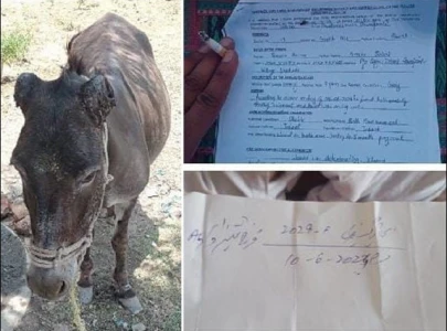 donkey s ears chopped off over land dispute in rawalpindi donkey s ears chopped off over land dispute in rawalpindi