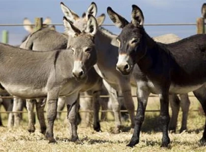 china to set up donkey farms in pakistan for meat exports china to set up donkey farms in pakistan for meat exports