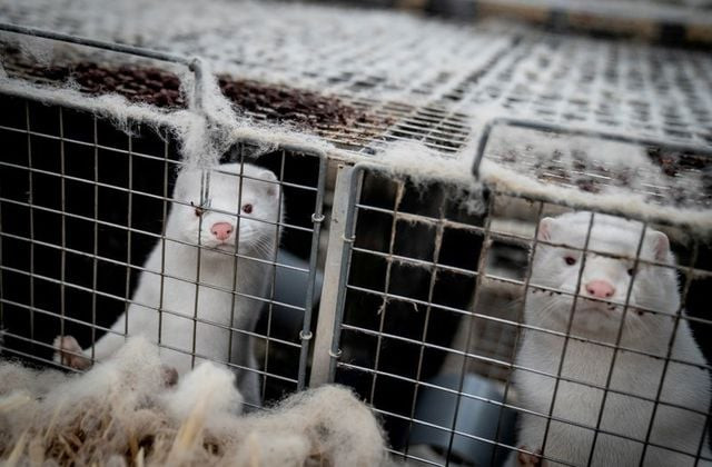 mink are seen at a farm in denmark november 6 2020 ritzau scanpix mads claus rasmussen via reuters