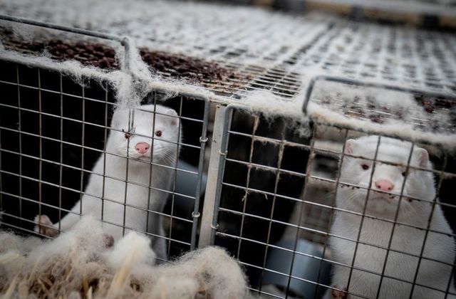 mink are seen at a farm in denmark november 6 2020 ritzau scanpix mads claus rasmussen via reuters