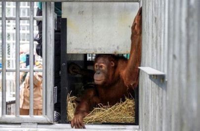 smuggled orangutans start new life after repatriation to indonesia