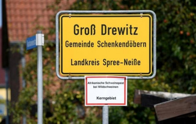 germany finds two more african swine fever cases one in new area