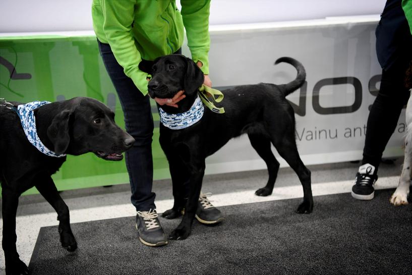 coronavirus sniffing dogs named miika and titta are introduced at the evidensia veterinary clinic in vantaa finland september 2 2020 the dogs are trained to detect sars cov 2 from arriving passengers at the helsinki vantaa international airport lehtikuva antti aimo koivisto via reuters