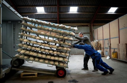 denmark wants to dig up zombie mink that resurfaced from mass graves