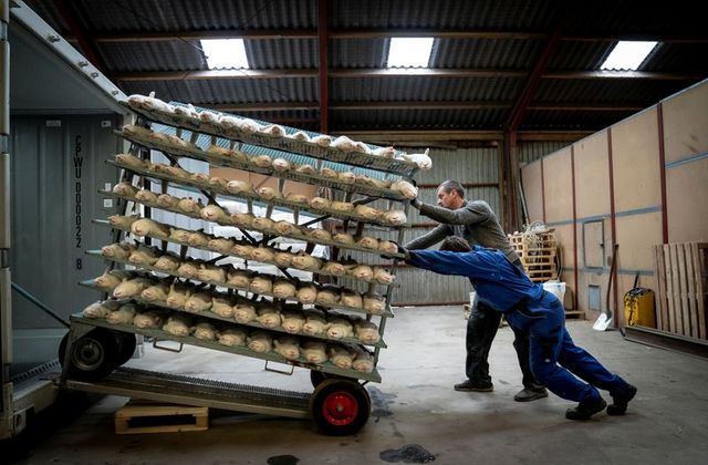 people push a cart with culled mink at the farm of henrik nordgaard hansen and ann mona kulsoe larsen near naestved denmark november 6 2020 ritzau scanpix mads claus rasmussen via reuters