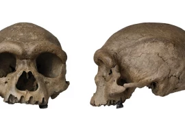china s one million year old skull casts doubt on existing understanding of human evolution china s one million year old skull casts doubt on existing understanding of human evolution