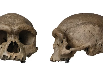 china s one million year old skull casts doubt on existing understanding of human evolution