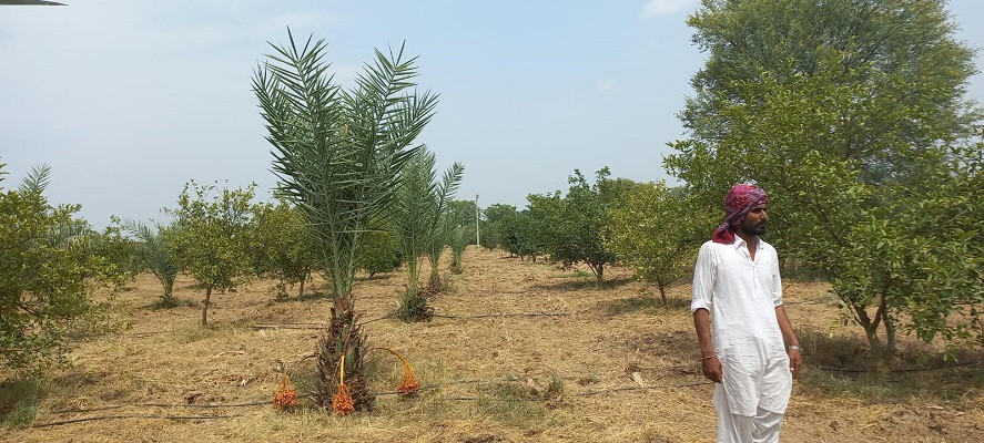a view of the model orchard at university of veterinary and animal sciences uvas ravi campus pattoki photo by author
