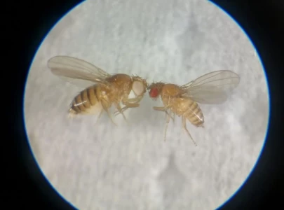 pakistan sequences genome of medically important indigenous fly for the first time pakistan sequences genome of medically important indigenous fly for the first time