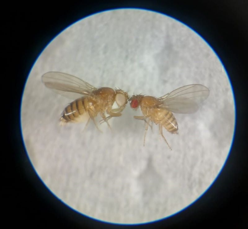 a microscopic image showing mutant or white eye fly l compared with normal drosophila photo duhs