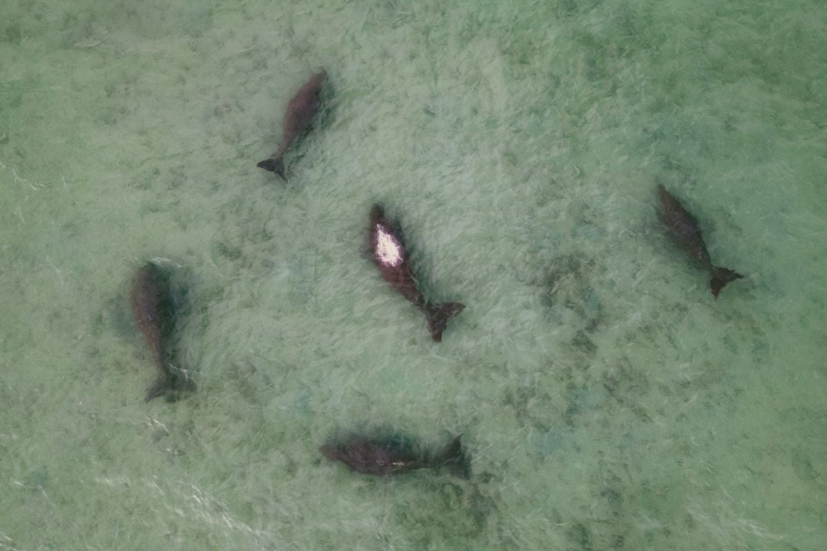 This aerial photo taken on December 27, 2024 shows a herd of dugongs near Panwa beach in Phuket. The world's second-largest population of dugongs, herbivorous marine mammals, along with hundreds of fish and turtle species, live in the Gulf, where attacks on oil tankers following the war in Middle east started on February 28, 2026 threaten to create multiple oil spills, jeopardizing their survival. FILE PHOTO: AFP