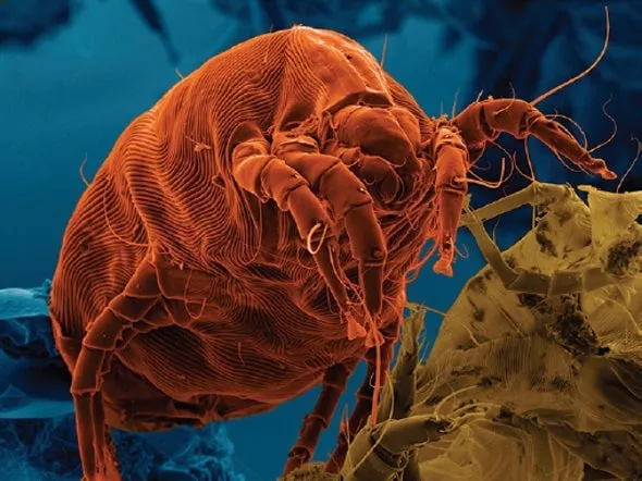 four allergist approved ways to get rid of dust mites four allergist approved ways to get rid of dust mites