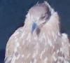 white eagle takes wing after 150 years