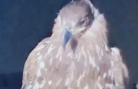 white eagle takes wing after 150 years express photo