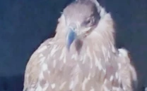 white eagle takes wing after 150 years