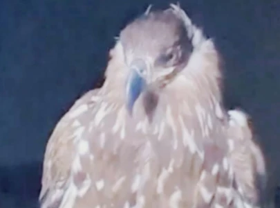 white eagle takes wing after 150 years