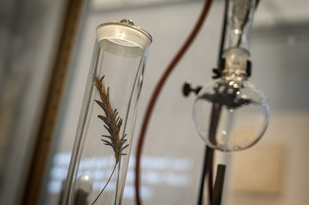 An ear of rye infected with the fungus ergo is seen during an exhibition entitled 