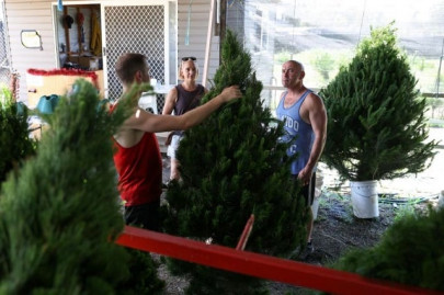 australian christmas tree farms run out as shoppers seek a merrier end to a tough 2020