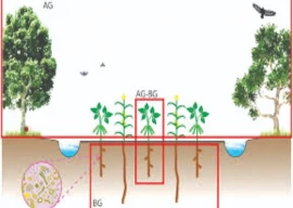 ecology above engineering below