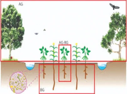 ecology above engineering below ecology above engineering below