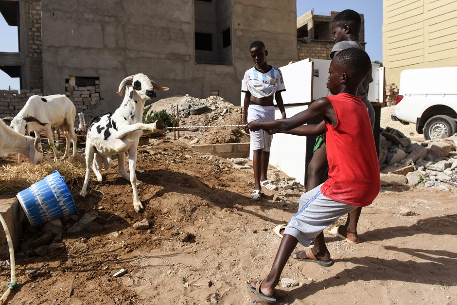 A boy uses a rope to pull a goat as people celebrate the first day of Eidul Azha (Feast of Sacrifice) in Oukam. PHOTO: AFP