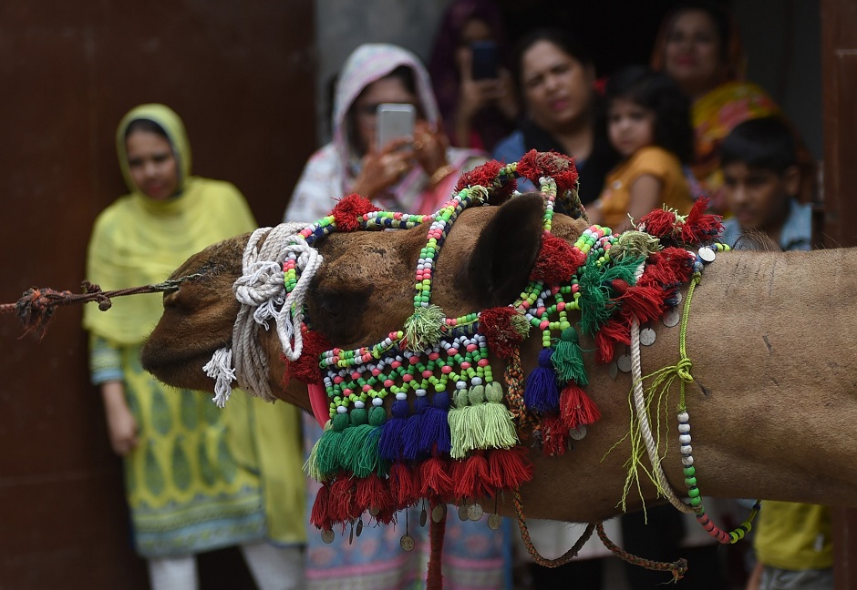 Pakistani Muslims watch as a camel is prepared for sacrifice on the second day of the Eid al-Adha festival in Karachi. PHOTO: AFP