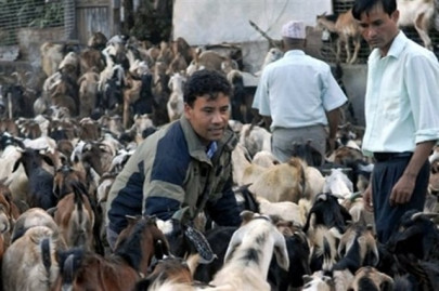 animal traders say govt can t enforce rules