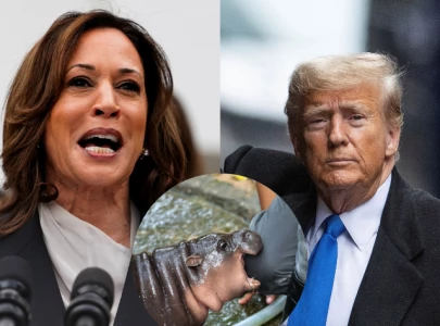 viral baby hippo moo deng predicts trump 2024 win with watermelon choice viral baby hippo moo deng predicts trump 2024 win with watermelon choice