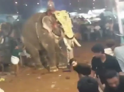 watch elephant rampage at kerala festival leaves 17 injured in india