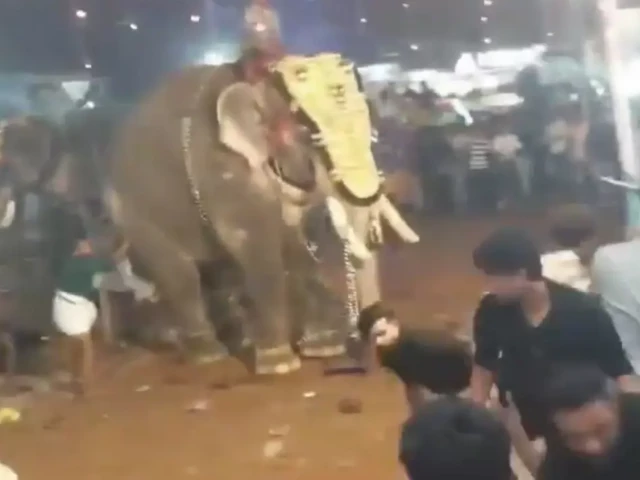 watch elephant rampage at kerala festival leaves 17 injured in india